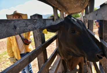 Las preñeces entregadas son producto de un cruce de vacas Gyr con toro Holstein. Foto: Gobernación del Cesar. Ganadería, ganadería colombia, noticias ganaderas, noticias ganaderas colombia, CONtexto ganadero, Genética, genética cesar, mejoramiento genético ganaderos del cesar, Gobernación del Cesar, Luis Alberto Monsalvo, Lechería del Cesar, CDT Ganadero