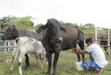 A pesar de las dificultades por la pandemia, el número de acreditaciones creció con respecto al dato del primer semestre de 2020. Foto: prensalibrecasanare.com Predios BPG Colombia 2020, Ganaderos Colombia certificación BPG, fincas bpg, certificación Buenas Prácticas Ganaderas Colombia, BPG Colombia 2020, ganaderos predios certificados en BPG, ICA Colombia BPG 2020, ICA BPG 2020, falta interés vacunación brucelosis, predios certificados BPG, ICA predios BPG, ganaderos, ganaderos colombia, ganado, bovinos, ganado bovino, Ganadería, ganadería colombia, noticias ganaderas, noticias ganaderas colombia, CONtexto ganadero, contextoganadero