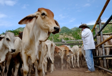Uno de los objetivos que tienen en el Meta es capacitar a los productores acerca de los temas de interés para el sector. Foto: Oxfam International Blogs Ganadería, ganadería colombia, noticias ganaderas, noticias ganaderas colombia, CONtexto ganadero, Meta, departamento del Meta, ganaderos del Meta, comercialización de ganado en el Meta, venta de ganado en el meta, expectativas 2021 en el Meta, capacitaciones productores en el Meta, formación de productores en el Meta