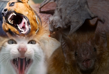 El ciclo urbano de la rabia, que involucra perros y gatos, ha sido controlado, pero el ciclo silvestre, con los murciélagos hematófagos que atacan gatos o bovinos, son un fuerte vector de contagio. Foto: debate.com.mx - 65ymas.com - infocampo.com.ar - ica.gov.co Rabia en Colombia 2021, rabia en Colombia, Rabia bovina, rabia humana, rabia en perros, rabia en gatos, rabia murciélagos, rabia en vacas, rabia ganado bovino, reemergencia de la rabia, rabia en Latinoamérica, rabia en Perú, rabia en Brasil, control de la rabia, rabia salud pública, one health, una sola salud, ganaderos, ganaderos colombia, ganado, bovinos, ganado bovino, Ganadería, ganadería colombia, noticias ganaderas, noticias ganaderas colombia, CONtexto ganadero, contextoganadero