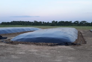 Los ganaderos de la costa caribe comenzaron a recibir el ensilaje de maíz para alimentar el ganado durante la época de sequía. Foto: Agrosavia.co ensilaje, maíz, Agrosavia, Comité de Ganaderos, Silos, Gobernaciones, Alcaldías, alimentación bovina, Minagricultura, región Caribe, córdoba, Sucre, asociaciones de ganaderos, Corozal, Sincelejo, leche, carne, Ganadería, ganadería colombia, noticias ganaderas colombia, CONtexto ganadero