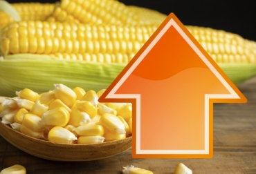 Los productores de Quindío aseguran que el alza en los precios de estas materias primas amenaza la producción ganadera. Foto: freepik.es/jcomp ganadería, ganadería colombia, noticias ganaderas, noticias ganaderas colombia, contexto ganadero, maíz, importación de maíz, importación de soya, soya, importación de maíz para ganado, concentrados bovinos, precios concentrados bovinos, aumento precios concentrados bovinos, insumos bovinos, importaciones Colombia