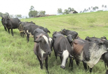 Como lo advirtió el informe sobre los Conpes lácteos, aún faltan muchos predios para que se certifiquen en BPG. Foto: ica.gov.co Predios BPG Colombia 2021, BPG, BPG 2021, Predios BPG Colombia 2020, predios BPG Colombia 2019, Ganaderos Colombia certificación BPG, fincas bpg, certificación Buenas Prácticas Ganaderas Colombia, BPG Colombia 2020, ganaderos predios certificados en BPG, ICA Colombia BPG 2020, ICA BPG 2020, predios certificados BPG, ganaderos, ganaderos colombia, ganado, bovinos, ganado bovino, Ganadería, ganadería colombia, noticias ganaderas, noticias ganaderas colombia, CONtexto ganadero, contextoganadero