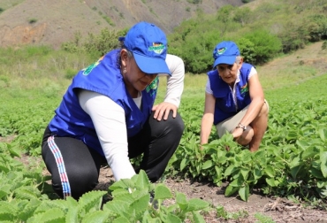 8.400 productores del departamento van a verse beneficiados. Foto: Gobernación del Valle. Ganadería, ganadería colombia, noticias ganaderas, noticias ganaderas colombia, CONtexto ganadero, extensión agropecuaria, extensión agropecuaria valle del cauca, agro valle del cauca, subsecretaría de asuntos agropecuarios y pesqueros, cadenas productivas valle del cauca, gobernación del valle