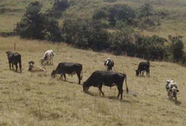 Los productores lecheros del municipio de Cundinamarca se quedaron sin alimento para su ganado por cuenta del verano. Foto: puntopropiedad.com Ganaderos Sutatausa 2021, ganaderos Sutatausa Cundinamarca, ganaderos Cundinamarca verano, ganaderos verano, ganaderos afectados por el verano, Asociación de Ganaderos de Sutatausa, falta de forraje, verano ganaderos, ganaderos Cundinamarca heladas 2021, ganaderos verano 2021, ganaderos, ganaderos colombia, ganado, bovinos, ganado bovino, Ganadería, ganadería colombia, noticias ganaderas, noticias ganaderas colombia, CONtexto ganadero, contextoganadero