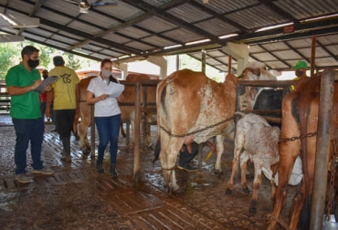La autora del proyecto, la doctora en Genética Alejandra Toro, efectúa la toma de datos para la evaluación genómica de bovinos gyr en la Hacienda La Fortuna. Foto: Cortesía Hacienda La Fortuna, Universidade Estadual Paulista, evaluación genómica Hacienda La Fortuna 2021, gyr lechero, Gyr en Colombia, producción de ganado Gyr en Colombia, Cebú Lechero, cruces con Gyr, historia de la hacienda La Fortuna, historia de la Granja Santiago, remate de ganado Gyr, crónica Hacienda La Fortuna, ganaderías de la región Caribe, ganadería sucre, ganaderos sucre, Asocebú, ganaderos, ganaderos colombia, ganado, bovinos, ganado bovino, Ganadería, ganadería colombia, noticias ganaderas, noticia