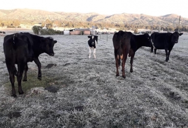 Las bajas temperaturas llegaron hasta -2ºC en algunos municipios de Cundinamarca. Foto: Gobernación de Nariño. Ganadería, ganadería colombia, noticias ganaderas, noticias ganaderas colombia, CONtexto ganadero, Heladas, heladas en Colombia, prevenir las heladas, recomendaciones para prevenir las heladas, heladas 2021, IDEAM, Fenómeno de la Niña, clima, clima colombia