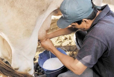 Los productores del Quindío manifiestan que la modificación de la resolución 017 del año 2012 debe compensar el aumento en ls materias primas de los concentrados. Foto: agriculturayganaderia.com Ganadería, ganadería colombia, noticias ganaderas, noticias ganaderas colombia, CONtexto ganadero, importaciones de lácteos, lácteos, importaciones de lácteos en Colombia, lácteos en colombia, precios de leche en colombia resolución 017 colombia, aumento precio de leche en colombia, leche en colombia, productores informales leche en colombia, productores formales leche en colombia, productores leche en quindio, productores leche en Colombia.
