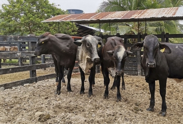 Las especies de ganado utilizadas en la región son los Bos Indicus y Bos Taurus. Foto: Carlos Valmores Vásquez – Agencia de Noticias UN. ganadería, ganadería colombia, noticias ganaderas, noticias ganaderas colombia, contexto ganadero, queso, queso arauca, leche, leche arauca, producción de leche en arauca, ganaderos de arauca, agencia de noticias UN,