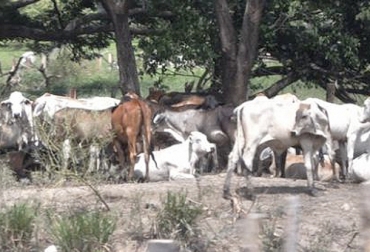 En zona rural del municipio de Valledupar se detectaron casos de rabia bovina por lo que se recomienda a los ganaderos vacunar sus animales. Foto: elheraldo.co Rabia bovina, Cesar, Valledupar, ICA, vacunación, aftosa, enfermedad, diagnóstico, predios, vampiros hematófagos, equinos, ovino-caprinos, cerdos, caninos, felinos, zoonosis, impacto epidemiológico, control oficial, lineamientos, campanas, Ganadería, ganadería colombia, noticias ganaderas colombia, CONtexto ganadero