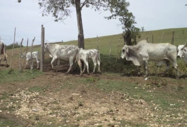 Los productores manifiestan que le solicitaron ayudas alimenticias al Gobierno Nacional ante el fuerte verano por el que atraviesan. Foto: humanitarianresponse.info Ganadería, ganadería colombia, noticias ganaderas, noticias ganaderas colombia, CONtexto ganadero, La Mojana, productores de la Mojana, verano en la mojana, Falta de comida bovinos en la Mojana, ayudas alimentaria en la Mojana, precios leche en la Mojana, precio de la carne en La Mojana