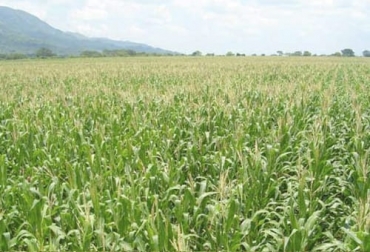 El ICA ya estableció las fechas en las que los productores del departamento del Meta pueden realizar las siembras de maíz y soya, productos que sirven a los ganaderos para el ensilaje. Foto: minutaagropecuaria.com ICA, semillas, maíz, soya, Arroz, resolución, venta, Siembra, piedemonte, altillanura, Meta, Huila, Tolima, Valle del Cauca, producción agrícola, plagas, enfermedades, recomendaciones climáticas, sanidad agropecuaria, control técnico, Ganadería, ganadería colombia, noticias ganaderas colombia, CONtexto ganadero