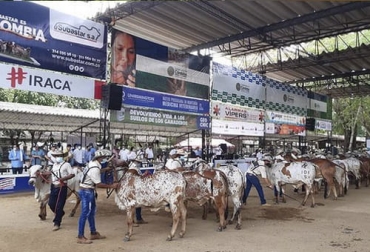 El evento de Fundhorizontes fue el primer gran encuentro ganadero del año, que incluyó competencias, foro académico virtual y remate de ganado. Foto: @fundhorizontes V Expoterneros en Montería, Foro ganadero Expoterneros 2021, Expoterneros Montería 2021, Expoterneros Montería, Feria Expoterneros Montería, Foro Ganadero Expoterneros, Venta de ganado, exposición de ganado en Montería, juzgamiento de ganado en Montería, remate de ganado en Montería, ganaderos de Montería, Ganaderos de Córdoba, FundHorizontes, Fundación Horizonte sin Fronteras, Gobernación de Córdoba, Subastar, Asocebú, ganaderos, ganaderos colombia, ganado, bovinos, ganado bovino, Ganadería, ganadería colo
