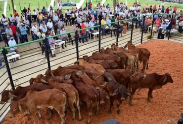 En sus primeros meses de operación, Suganordeste ha tenido un resultado favorable con la venta de 800 animales en promedio por cada subasta. Foto: Cortesía Suganordeste, Subasta ganadera, nordeste antioqueño, Vegachí, subasta virtual, medidas de bioseguridad, precios del ganado, ubicación estratégica, Vía 4G, caucasia, Tarazá, Buenavista, córdoba, Magdalena Medio, bajo cauca, Puerto Berrio, temporada de lluvias, vacas, levante, animales de remplazo, Ganado trasnochado, Ganadería, ganadería colombia, noticias ganaderas colombia, CONtexto ganadero