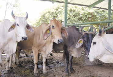 Los bajos niveles de contrabanado en La Guajira tienen felices a los productores, quien ven que el esfuerzo ha traído recompensa. Foto: correodelorinoco.gob.ve ganadería, ganadería colombia, noticias ganaderas, noticias ganaderas colombia, contexto ganadero, La Guajira, ganaderos la Guajira, dificultades ganaderos La Guajira, contrabando, contrabando en la Guajira, frontera La Guajira