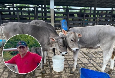 Desde hace varios años, Perdomo viene adelantando un interesante trabajo con la raza Pardo Suizo en Caquetá. Foto: Cortesía. Ganadería, ganadería colombia, noticias ganaderas, noticias ganaderas colombia, CONtexto ganadero, Asopardo, asopardosuizo, ganado pardo suizo, pardo suizo en caquetá, miller perdomo, miller perdomo asopardo, fedegan, Rafael Torrijos