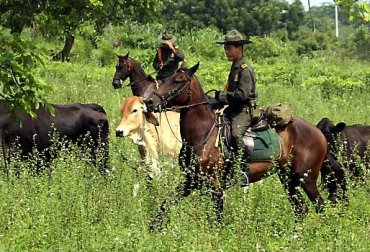 La Dirección de Carabineros está trabajando para combatir el hurto de animales en las diversas regiones del país. Foto: El Universal. Ganadería, ganadería colombia, noticias ganaderas, noticias ganaderas colombia, CONtexto ganadero, Dirección de Carabineros, Brigadier General Alejandro Barrera Peña, Dirección de Carabineros y Seguridad Rural, Sistema Integrado de Seguridad Rural, SISER, Seguridad ciudadana rural, minería ilícita, restitución de tierras, apoderamiento ilegal de hidrocarburos, protección al capital natural, Abigeato, Robo de ganado, inseguridad rural, inseguridad en el campo, Inseguridad en Colombia