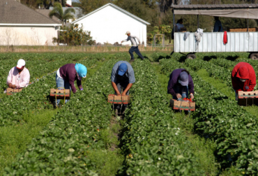 Este proyecto fue diseñado con el propósito de incrementar el rendimiento de los cultivos tradicionales por medio de modelos agrícolas asociativos. Foto: chicamochanews.net Ganadería, ganadería colombia, noticias ganaderas, noticias ganaderas colombia, CONtexto ganadero, Boyacá Agro, modelos agrícolas asociativos, productores agrícolas boyacá