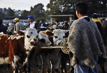 Antes de la pandemia, en la plaza de ferias se comercializaban entre 2.000 y 3.000 animales. Foto: frigorificozipaquira.gov.co ganadería, ganadería colombia, noticias ganaderas, noticias ganaderas colombia, contexto ganadero, plaza de ferias, ferias de ganado, plaza de ferias de zipaquirá, zipaquirá, venta de ganado en plazas de ferias,