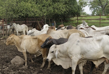 Los ganaderos de Norte de Santander dicen que los precios que pagan allí por sus animales es inferior al del resto del país por las restricciones que tienen para movilizar los animales. Foto: laopinion.com.co zona de frontera, norte de santander, precios del ganado, Costos de Producción, Abigeato, extorsión, Venezuela, Catatumbo, zona de protección, vacunación, aftosa, ICA, chapeta, sanidad, hato, protectores, restricción, Ganadería, ganadería colombia, noticias ganaderas colombia, CONtexto ganadero