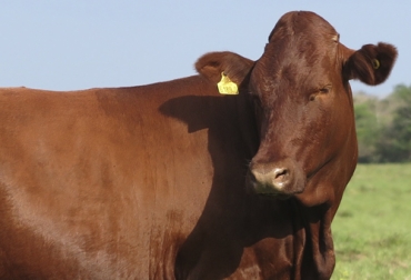 Aunque se franqueó la barrera de los cinco millones de animales identificados, todavía faltan cerca de 24 millones que aún no figuran en el sistema. Foto: Fedegán-FNG Identifica, ICA, trazabilidad Colombia, Cifras Identifica marzo 2021, Trazabilidad, trazabilidad bovina Identifica 2020, fedegan, estatus sanitario, libre de aftosa, avances trazabilidad bovina, MinAgricultura trazabilidad, avances de trazabilidad, trazabilidad bovina colombia, trazabilidad bovina noticias, trazabilidad bovina ica colombia, trazabilidad bovina fedegán, trazabilidad bovina ica avances, ganaderos, ganaderos colombia, ganado, vacas, vacas Colombia, bovinos, ganado bovino, Ganadería, ganadería