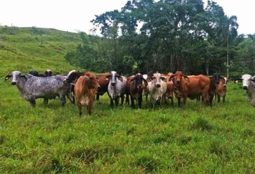 En 2020 hubo un incremento del 4,2 % en los activos totales y un aumento del 2,07 % en el patrimonio del Comité. Foto: Caquetá Extra. Ganadería, ganadería colombia, noticias ganaderas, noticias ganaderas colombia, CONtexto ganadero, caquetá, Ganaderos del Caquetá, Comité de Ganaderos del Caquetá, Rafael Torrijos