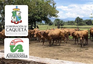 Uniamazonía, la Gobernación del Caquetá y la empresa Invitro Colombia buscan apoyar a los ganaderos con mejoramiento genético. Foto: caquetaaldia.com - uniamazonia.edu.co - @GobCaqueta caquetá, mejoramiento genético, Uniamazonía, Gobernación, Invitro Colombia, características productivas, producción de carne, producción de leche, San Vicente del Caguán, Cartagena del Chairá, El Doncello, Puerto Rico, Morelia, Albania, criollo caqueteño, Gyr, Guzerat, Simmental, capacitaciones, embriones, laboratorio, biología molecular, Ganadería, ganadería colombia, noticias ganaderas colombia, CONtexto ganadero
