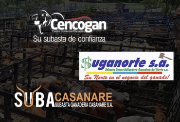 Al igual que el resto de actividades del campo, las subastas se han visto perjudicadas por los recientes bloqueos en vías motivados por las protestas contra el gobierno Duque. Foto: suganorte.com.co - subacasanare.com - cencogan.com Subastas ganado 2021, subastas 2021, subastas paro 2021, subastas bloqueo de vías 2021, subastas ganaderas, Suganorte, Asosubastas, subacasanare, Proagan, paro mayo 2021, primera semana de paro 2021, Vías, movilidad, bloqueo vías, pérdidas, suspenden subastas, ganaderos, ganaderos colombia, ganado, vacas, vacas Colombia, bovinos, Ganadería, ganadería colombia, noticias ganaderas, noticias ganaderas colombia, CONtexto ganadero, contextoganadero