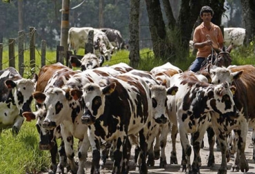 Productores en Quindío ven con preocupación cómo se está desperdiciando la leche y disminuido los sacrificio de carne. Foto: elquindiano.com ganadería, ganadería colombia, noticias ganaderas, noticias ganaderas colombia, contexto ganadero, maíz, importación de maíz, importación de soya, soya, importación de maíz para ganado, concentrados bovinos, precios concentrados bovinos, aumento precios concentrados bovinos, insumos bovinos, importaciones Colombia, productores del Quindío, paro nacional, desabastecimiento alimentos, paro nacional 2021, bloqueos de vías paro, bloqueo de vías 2021