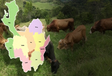 Con la ganadería sostenible como bandera y buscando un producto con valor agregado, el departamento quiere catapultarse a nivel latinoamericano. Foto: es.m.wikipedia.org - agrogo.com.co Ganadería, ganadería colombia, noticias ganaderas, noticias ganaderas colombia, CONtexto ganadero, Antioquia, ganadería antioquia, Ganaderos de Antioquia, centro de negocios ganaderos, Unidad de Információn y Análisis Agroeconómico y Ganadero, Unidad de Información y Análisis Agroeconómico y Ganadero en antioquia, clúster ganadero de antioquia, carne de antioquia, exportación de ganado desde antioquia, Gobernación de Antioquia, Secretaría de Agricultura de Antioquia, Rodolfo Correa