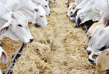 Los propietarios de ganado vacuno, porcino y aves están preocupados por la falta de alimentos balanceados para sostener a su ganado por cuenta de los bloqueos. Foto: Archivo particular Concentrados para el sector ganadero, problemas en almacenes agropecuarios, problemas ganaderos por bloqueos, bloqueos movilización, insumos agropecuarios, insumos ganadería, bloqueos 2021, bloqueos paro nacional, ganado bovino, ganadería bovina, ganaderos, ganaderos colombia, ganado, vacas, vacas Colombia, bovinos, Ganadería, ganadería colombia, noticias ganaderas, noticias ganaderas colombia, CONtexto ganadero, contextoganadero