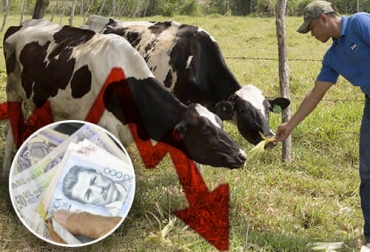 Además de que los ganaderos reciben un bajo pago de leche, ahora con el alza de insumos y de transporte por los bloqueos tendrán menos ganancias. Foto: lacthosa.com - tepexinoticias.com - larazon.co Menores ganancias para los productores, menores ganancias por bloqueos, Insumos para el sector ganadero, problemas en almacenes agropecuarios, problemas ganaderos por bloqueos, bloqueos movilización, insumos agropecuarios, insumos ganadería, bloqueos 2021, bloqueos paro nacional, ganado bovino, ganadería bovina, ganaderos, ganaderos colombia, ganado, vacas, vacas Colombia, bovinos, Ganadería, ganadería colombia, noticias ganaderas, noticias ganaderas colombia, CONtexto ganadero, contextoganadero