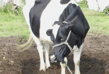 En regiones de Nariño han tenido que acudir al sacrificio de vacas lecheras para suplir la deficiencia en la oferta de carne. Foto: miputumayo.com.co Nariño, Putumayo, caquetá, Ciclo de Vacunación, biológico, Vacunadores, combustible, gasolina, gas, carne, leche, animales en pie, sacrificio, vacas. Valle, Cauca, Bogotá, empresas, quiebra, bloqueos, paro, frontera, abastecimiento, transporte, Alimentos, inundaciones, Ganadería, ganadería colombia, noticias ganaderas colombia, CONtexto ganadero