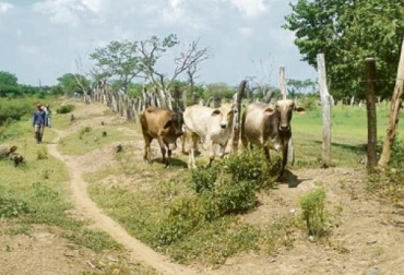 El constante robo de ganado entre Valledupar, Badillo y San Juan del Cesar tiene seriamente preocupados a los ganaderos. Foto: El Heraldo. Ganadería, ganadería colombia, noticias ganaderas, noticias ganaderas colombia, CONtexto ganadero, Abigeato, abigeato Cesar, robo de ganado cesar, triangulo de las bermudas cesar, inseguridad triangulo de las bermudas cesar, san juan de cesar, robo de ganado valledupar, Óscar Daza Laverde, radio guatapurí