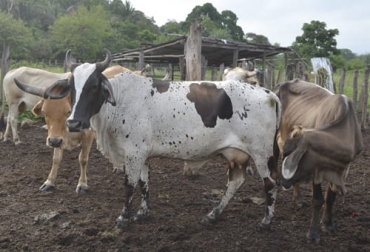 Los niveles de abigeato y cárneo en San Juan tienen muy preocupados a los productores, pues consideran que no hay control ni solución. Foto: laguajirahoy.com Ganadería, ganadería colombia, noticias ganaderas, noticias ganaderas colombia, CONtexto ganadero, La Guajira, ganaderos la guajira, dificultades ganaderos La Guajira, abigeato en La Guajira, carneo en la guajira, abigeato en san juan, carneo en san juan, falta de pastos en san juan, silo de maíz en san juan, almacenamiento de alimentos