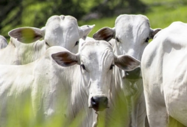 Foto: finagro.com.co