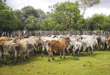 La hoja de ruta ha permitido un engranaje entre los actores del sector rural, de tal forma que se han disminuido niveles de inseguridad. Foto: lavozdeyopal.co ganadería, ganadería colombia, noticias ganaderas, noticias ganaderas colombia, contexto ganadero, Yopal, seguridad en Yopal, hoja de ruta seguridad rural en Yopal, engranaje con autoridades para disminuir inseguridad, inseguridad en Yopal, carneo en Yopal, abigeato en Yopal