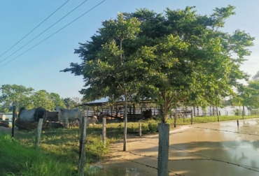 Los ganaderos de Arauca han tenido que sufrir las inclemencias del tiempo con fuertes aguaceros que han provocado la pérdida de animales e inundaciones de los potreros. Foto: Cortesía inundaciones, Arauca, fortul, Tame, saravena, pérdidas, bloqueos, paro, Vacunadores, Ciclo de Vacunación, aftosa, Tecnig@n, Lluvias, aguaceros, pastos, alimentación, cultivos, sector agropecuario, Vías terciarias, puentes, porcinos, gallinas, leche, quesos, Ganadería, ganadería colombia, noticias ganaderas colombia, CONtexto ganadero