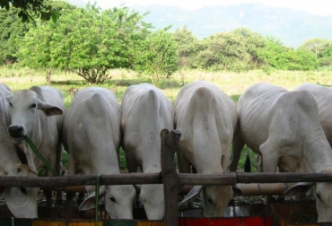 El dirigente considera que hay otros factores como el climático y la reposición de semovientes que pueden generar retención. Foto: abc.finkeros.com Ganadería, ganadería colombia, noticias ganaderas, noticias ganaderas colombia, CONtexto ganadero, precio del ganado, precio del ganado en Santander, precio de la carne en santander, Ganaderos de Santander, especulación precio de la carne santander, Fedegasán, ganadería Santander
