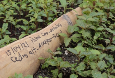 La Agenda Ambiental Ganadera viene funcionando en el departamento desde 2019. Foto: Corpocaldas. Ganadería, ganadería colombia, noticias ganaderas, noticias ganaderas colombia, CONtexto ganadero, Fondo de Agua Vivo Cuenca, Reserva Forestal Torre IV, Corpocaldas, Agenda Ambiental Ganadera, pago por servicios ambientales, Roble, pino colombiano, palma de cera, Encenillo, uva de anís, arboloco, camargo, aliso, Cedro negro, Cedro de altura, drago, nigüito, Villamaría, Manizales, río Chinchiná
