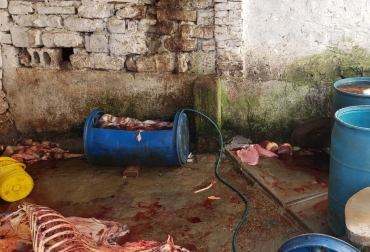 No es la primera vez que en Santander hay denuncias de comercio de carne de burro y caballo. Foto: @RadNalSantander con la carne de Ganadería, ganadería colombia, noticias ganaderas, noticias ganaderas colombia, CONtexto ganadero, Policía Metropolitana de Bucaramanga, Corporación Autónoma Regional para la Defensa de la Meseta de Bucaramanga, Cdmb, matadero clandestino, Distrito Regional de Manejo Integrado, matadero clandestino bucaramanga, cierre matadero clandestino en bucaramanga, matadero clandestino de burros en bucaramanga, burros para sacrificio clandestino,