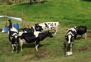 La propuesta busca abaratar los costos de producción y mejorar la rentabilidad del negocio. Foto: www.lacoladerata.co Ganadería, ganadería colombia, noticias ganaderas, noticias ganaderas colombia, CONtexto ganadero, antioquia, leche antioquia, crisis leche antioquia, crisis lecheros norte de antioquia, ganaderos norte de antioquia, empresa mixta lecheros de antioquia, empresa economía mixta lecheros de antioquia,