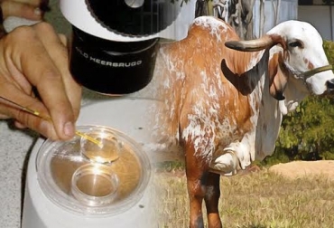 El proyecto apunta a darle continuidad a una iniciativa que tuvo éxito el año anterior en la región. Foto: Razas Bovinas de Colombia - ovusemreproduccionbovina.com.mx. Ganadería, ganadería colombia, noticias ganaderas, noticias ganaderas colombia, CONtexto ganadero, Cesar, ganadería del cesar, Ganaderos del Cesar, Mejoramiento genético en el Cesar, CDT Cesar, Gobernación del Cesar