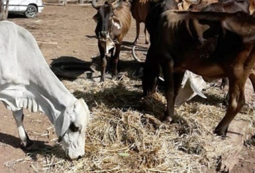 Los productores aseguran que el cambio climático no les ha permitido saciar el hambre de los animales y recuperar los niveles productivos. Foto: elheraldo.co ganadería, ganadería colombia, noticias ganaderas, noticias ganaderas colombia, contexto ganadero, productores de la guajira, La guajira, ganaderos de la guajira, falta de comida, falta de alimentos para bovino, hambruna de bovinos en la guajira, falta de comida para ganado en la guajira, verano en la guajira