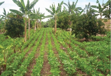 Las estrategias enmarcadas en esta Mesa Técnica son principalmente acciones dirigidas a la adaptación al cambio climático. Foto: Carder. Ganadería, ganadería colombia, noticias ganaderas, noticias ganaderas colombia, CONtexto ganadero, mesa, Mesa Agroclimática, qué son las mesas agroclimáticas, mesa agroclimática risaralda, Carder