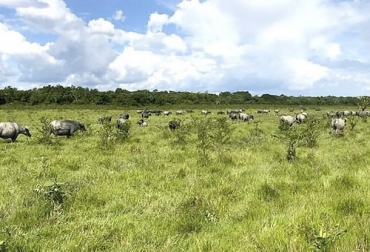 La RAP llanos espera constituirse en un sector clave para la seguridad alimentaria de los colombianos. Foto: senado.gov.co FAO, demanda mundial, carne, década, Comisión de Desarrollo Ganadero para América Latina y el Caribe, Codegalac, consumidores, países en desarrollo, Asia, África, Bienestar Animal, biodiversidad, huella de carbono, exportaciones, América Latina, Caribe, Colombia, argentina, Brasil, méxico, Paraguay, Uruguay, leche, Mesa de Ganadería Sostenible, Producción, mercados, deforestación, emisiones, gases de efecto invernadero, carbono neutral, Genética, nutrición animal, Manejo de praderas, suelos, Ganadería, gana