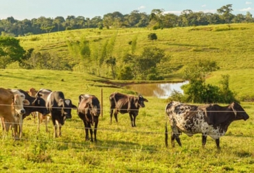 Cormacarene viene promoviendo la ganadería sostenible en varios municipios del Meta donde apoya a los productores entregándoles diversas herramientas. Foto: Cormacarena.gov.co Cormacarena, Meta, Ganadería Sostenible, Puerto Rico, Vista Hermosa, Macarena, Mapiripán, sensibilizar, predios, mitigar, impacto negativo, ganadería extensiva, cercados eléctricos, paneles solares, beneficiarios, bebederos, suelo, reforestar, maquinas de ordeño, corrales, material reciclable, plástico, llantas usadas, aguas lluvias, colectores, Lixiviados, biodigestor, gas, sistemas agroforestales, silvopastoriles, cercas vivas, estufas ecoeficientes, Ganadería, ganadería colombia, noticias ganaderas colom