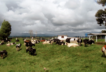 El problema no es el producto, sino del insumo, lo que está llevando a que producir un litro de leche sea cada vez más costoso. Foto: Archivo UNAL. Ganadería, ganadería colombia, noticias ganaderas, noticias ganaderas colombia, CONtexto ganadero, leche, lecheros, lecheros antioquia, crisis lecheros de antioquia, precios insumos leche, precios insumos en colombia, insumos ganadería, precios insumos ganaderia, costo de los insumos para ganaderia, corpogansa, secretario de Agricultura de Antioquia