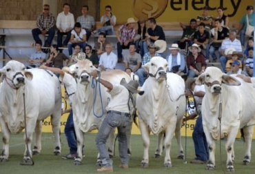 Los ganaderos "anhelaban" la reactivación de las ferias, como señaló Andrés Arenas, director ejecutivo de Asocebú, por la dinamización del mercado de bovinos, pero también querían eventos académicos presenciales. Foto: corrillos.com.co Eventos ganaderos septiembre 2021, Eventos ganaderos 2021, reactivación de los eventos ganaderos, Feria Nacional Cebú 2021, Feria Asocebú 2021, 37 Exposición Nacional Equina, 71 Feria Ganadera de Bucaramanga, ganado bovino, ganadería bovina, carne, leche, ganaderos, ganaderos colombia, ganado, vacas, vacas Colombia, bovinos, Ganadería, ganadería colombia, noticias ganaderas, noticias ganaderas colombia, CONtexto ganadero, contextoganadero