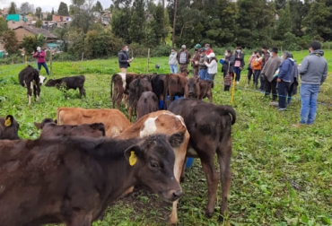 Ganaderos de Nariño vienen trabajando de la mano con Agrosavia y Fedegán-FNG para implementar mejores prácticas y ser más competitivos. Foto: Cortesía Nariño, ganaderos, Agrosavia, Fedegán-FNG, capacitaciones virtuales, trópico alto, tecnología neozelandesa, planificación predial, nutrición, levante de terneras, calidad de leche, investigación, obonuco, ensilaje, avena forrajera alto andina, alimentación, comercialización, centros de acopio, Coolacteos, Ganadería, ganadería colombia, noticias ganaderas colombia, CONtexto ganadero